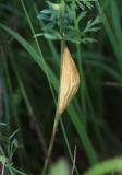 Puppe_Zyg._filipendulae-PS.jpg