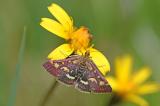 Purpurzuensler-_Pyrausta-aurata_-Pfaffenwinkel-PS.jpg