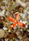 RIMG3853-Gelbm-Saat-Mohn.jpg