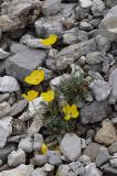 Raetischer-Alpen-Mohn-EP-13.jpg