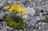 Raetischer-Alpen-Mohn-EP-16.jpg