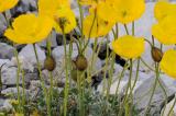 Raetischer-Alpen-Mohn-EP-18.jpg