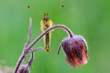 Randring-Perlmutterfalter-(Boloria-eunomia)-M-PS.jpg