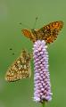 Randring-Perlmutterfalter-(Boloria-eunomia)-W-PS.jpg