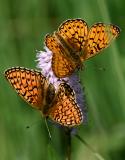 Randring-Perlmutterfalter-_Boloria-eunomia_-Pfaffenwinkel-PS-2.jpg