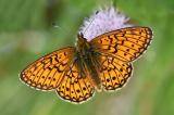 Randring-Perlmuttfalter-_Bolaria-eunomia_-Pfaffenwinkel-PS.jpg