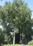 Rasbak_Populier_Populus_canadensis-PS.jpg