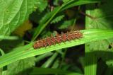 Raupe-Argynnis-adippe-Feuriger-Perlmutterfalter-PS.jpg