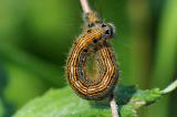 Ringelspinner-_Malacosoma-neustria_-Lechauen-PS.jpg