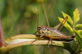 Roesels-Beissschrecke-Metrioptera-roeselii-Lechauen-PS.jpg