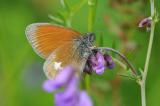 Rotbraunes-Wiesenvoegelchen-Coenonympha-glycerion-Lechauen-2-PS.jpg