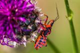 Rote-Mordwanze-_Rhinocoris-iracundus_-2014_06_20-Kalbenstein-IMG_7896-PS.jpg