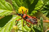 Rote-Mordwanze-_Rhinocoris-iracundus_-2017_07_05-Moernsheim-P7051210-PS.jpg