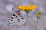 Roter-Apollo-Parnassius-apollo-FRraenkische-Alb-_3_-PS.jpg