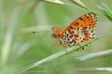 Roter-Schecckenfalter-Melitaea-didyma-Maenchen-Frankenalb-_2_-PS.jpg