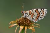 Roter-Scheckenfalter-_Melitaea-didyma_-Fraenk-Alb-PS.jpg