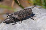 Rotfluegelige-Schnarrschrecke-Psophus-stridulus-w-Lechtaler-Alpen-PS.jpg