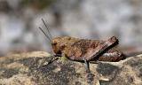 Rotfluegelige-Schnarrschrecke-_Psophus-stridulus_-w-Tiroler-Lech-PS-2025.jpg