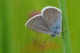 Rotklee-Blaeuling-Polyommatus-semiargus-Lechaue-PS.jpg