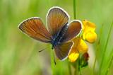 Rotklee-Blaeuling-Polyommatus-semiargus-w-Wiesen-Trinkwasserschutzgebiet-Augsburg-_1_-PS.jpg