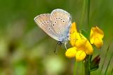 Rotklee-Blaeuling-Polyommatus-semiargus-w-Wiesen-Trinkwasserschutzgebiet-Augsburg-_2_-PS.jpg