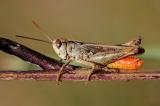 Rotleibiger-Grashuepfer-Omocestus-haemorrhoidalis-Dollnstein-Fraenkischer-Jura-PS.jpg