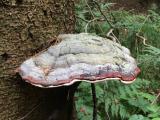 Rotrandiger_Baumschwamm__Fomitopsis_pinicola_-unbenannt.jpg