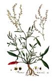 Rumex_acetosella_Kops_Flora_Batava_Volume_v1-PS.jpg