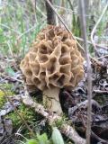 Rundmorchel__Morchella_esculenta_-unbenannt.jpg