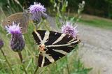 Russischer-Baer-a22010505-PS.jpg