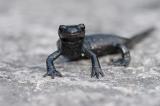 Salamandra-atra-Alpensalamander-2-PS.jpg