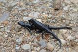 Salamandra-atra-Alpensalamander-3-PS.jpg