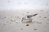 Sanderling-PS.jpg