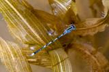 Saphierauge_33A9182-PS.jpg