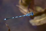 Saphierauge_33A9194-PS.jpg