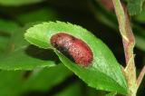 Satyrium-acaciae-P-Schlehe-Moernsheim-20100527-PS.jpg