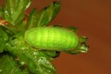 Satyrium-ilicis-L5-Steigerwald-20100515-klein-PS.jpg