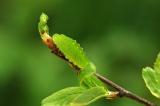 Satyrium-pruni-L5-Haunstetter-Wald-20100515-klein-PS.jpg