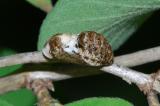 Satyrium-pruni-P-Haunstetter-Wald-20090520-PS.jpg