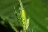 Satyrium-w-album-L5-Augsburg-20100517-PS.jpg