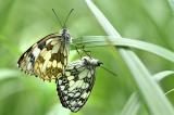 Schachbrett-_Melanargia-galathea_-Flugplatzheide-PS.jpg