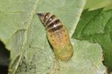Schlehen-Buerstenspinner-_Orgyia-antiqua_-Puppe.jpg