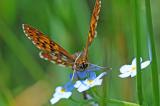 Schluesselblumen-Wuerfelfalter-Hamearis-lucina-Pfaffenwinkel-PS.jpg