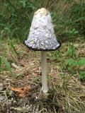 Schopftintling__Coprinus_comatus_-unbenannt.jpg