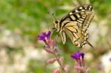 Schwalbenschwanz-Papilio-machaon-Riesrand-_1_-PS.jpg