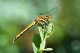 Schwarze-Heidelibelle-_Sympetrum-danae_-w-Pfaffenwinkel-PS.jpg