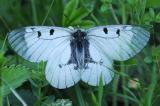 Schwarzer-Apollo-Parnassius-mnemosyne-Allgaeu-PS.jpg