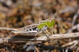 Schwarzfleckiger-Heidegrashuepfer-Stenonothrus-nigromaculatus-w-Lechaue--_5_-PS.jpg
