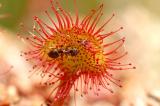 Schwarzglaenzende-Moorameise-Formica-pice-sucht-auf--Rundblaettrigem-Sonnentau-nach-gefangenen-Insekten-Pfaffenwinkel-PS.jpg