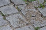 Schwarzgraue-Sklavenameise--_Formica-fuscocinerea_-Nestaushub-Parkplatz-Landesamt-fuer-Umwelt-Augsburg-_1_-PSj.jpg